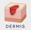 Logo de la Aplicación Móvil Dermis para manejo de heridas